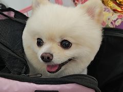 -翊宠yipet猫狗购宠庄园犬舍•猫舍