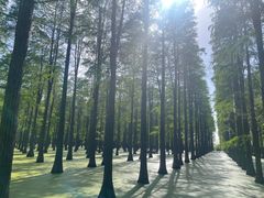 -渌洋湖湿地公园
