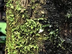 -杭州植物园