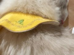 -滚猫咖啡·猫咖·猫友好撸猫(未来城店)