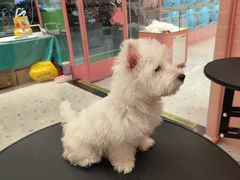 -FAELING PETS美天灵宠物(合生汇店)