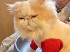 -MOCHA明星猫咖(田子坊店)