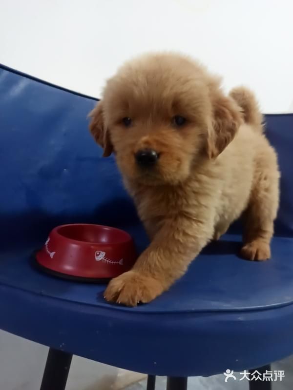 店里面的宠物都是可以售卖的，还都很健康