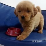 店里面的宠物都是可以售卖的，还都很健康