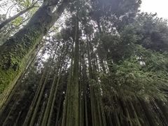 -武陵山森林公园