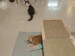 -平行世界·猫咖(首经贸店)