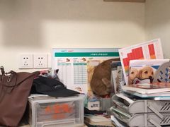 -乐派堂宠物医院·猫友好· 心脏科(东街店)