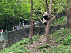 -都江堰中华大熊猫苑