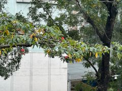 -大快活(丽丰店)