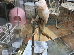 -糯米喵星人总部直营旗舰店·猫舍·幼猫出售