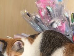 -宠颐生动物医院·心脏科·保险定点(锦阳分院)