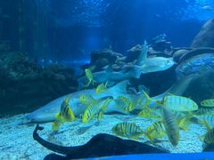 -太平洋海底世界