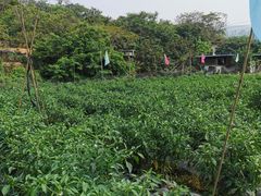 -凤岗南门山森林公园