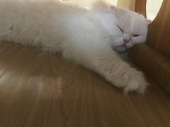 -猫和宫(六道口店)