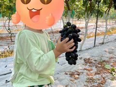 -金谷域澳洲庄园