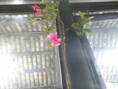 -马帮菜馆·美味野生菌