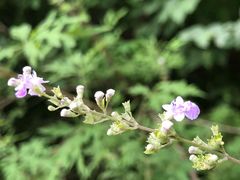 -碓臼峪自然风景区