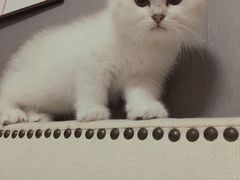 -欣宠猫屋·矮脚拿破仑·蓝金金渐层