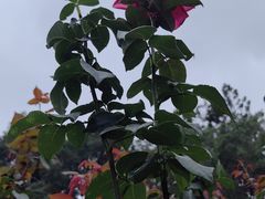 -人民公园(罗湖区)