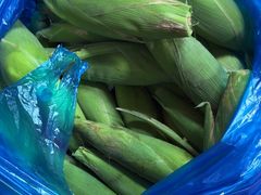 -南汇新场正宗水蜜桃采摘