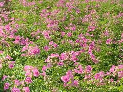 -荔枝公园-小平画像广场