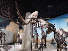 -国家自然博物馆