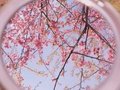 -南山植物园