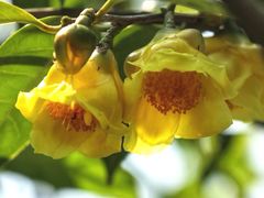 -天适樱花悠乐园