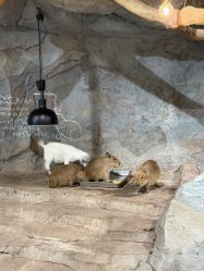 -Zoolung Zoolung动物主题公园(海信广场店)