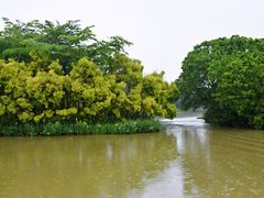 -大湾区中央湿地公园