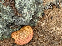 -莫尔道嘎国家森林公园