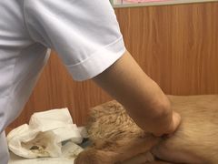 -瑞派雷欧宠物医院·24h夜诊·心脏骨科牙科·全科重症转诊中心(无影山店)