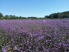 -北京东方普罗旺斯薰衣草庄园