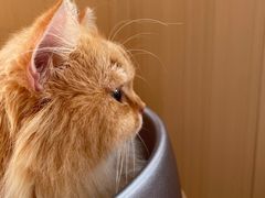 -MOCHA明星猫咖(田子坊店)