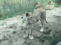 -北京野生动物园