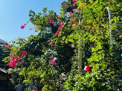 -杨厝六十六农庄农舍(杨厝路店)