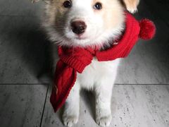 -多乐狗狗宠物训练工作室