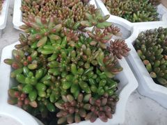 -哈尔滨道外花鸟鱼市场