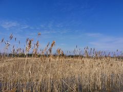 -春花秋色城市公园