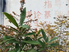 -枫泾古镇-人民公社旧址
