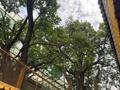 -塔尔寺-菩提树