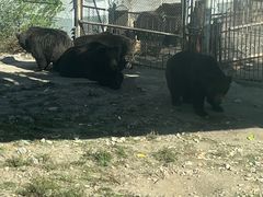 -大青山野生动物园