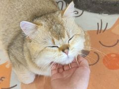 -有喵·猫咖·狗咖·30几只猫10只小狗(岗厦店)