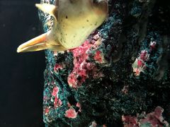 -暹罗海洋世界