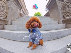 -超宠爱宠物摄影-Super pet