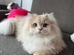 -lincat·猫舍(广州店)