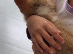 -四月宠物医院·猫专科·心脏专科·内科(转塘店)