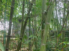 -中国大熊猫保护研究中心雅安碧峰峡基地