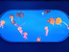 -太平洋海底世界