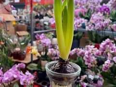 -越秀西湖花市(广州城市广场花卉店)